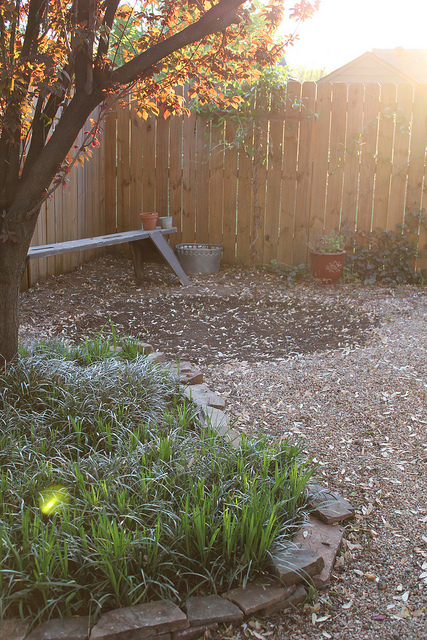 My Garden and Seed Bombs