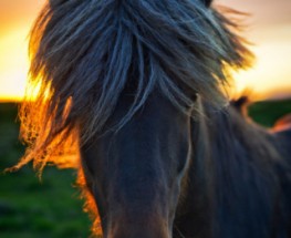 Beautiful, Breathtaking Horses
