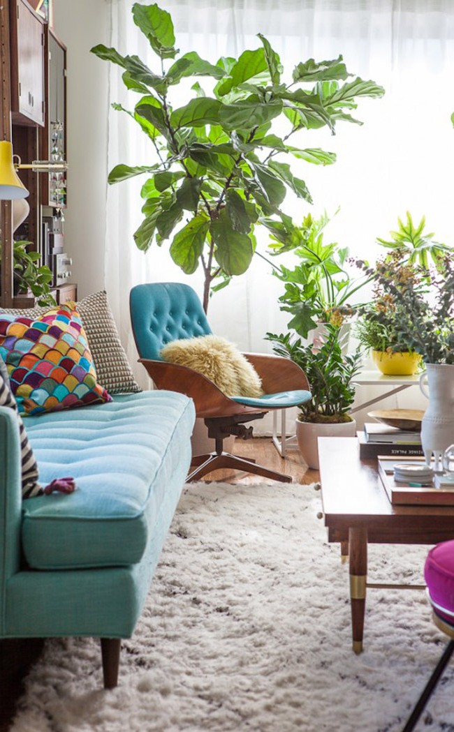 #fiddleleaffig